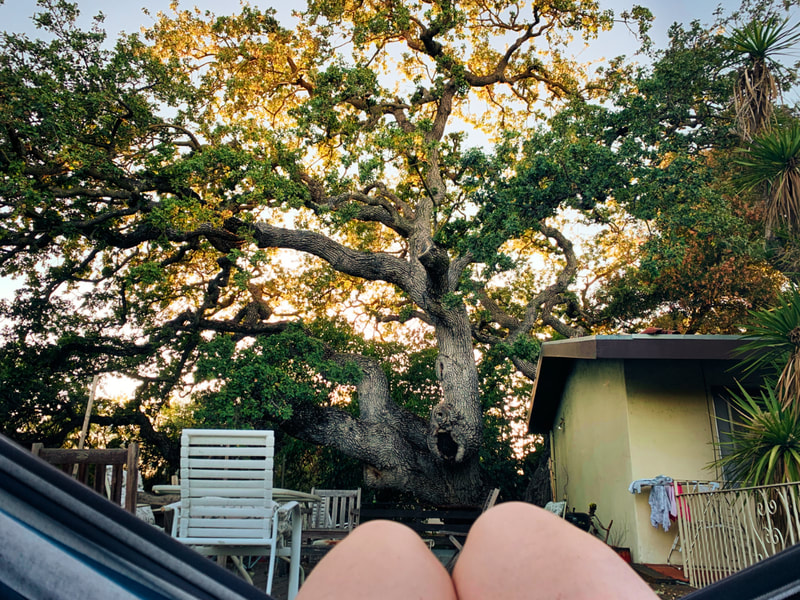 Carmina Eliason – My knees hanging over the hammock’s edge while I spend one last evening with the ancient oak that watched over me for the last seven years