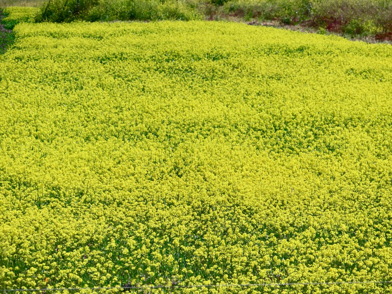 Diana Fier – Mustard Field